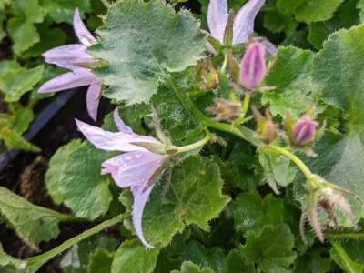 Campanula pos. 'Lisduggan Variety'