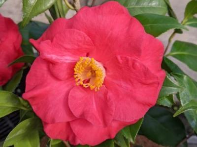 Camellia japonica 'Marthiotiana'