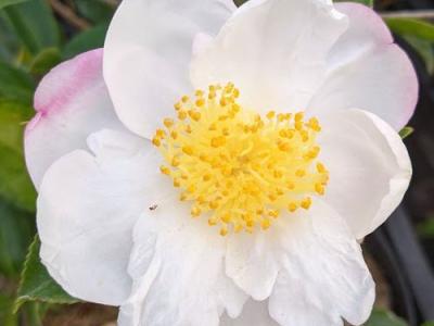 Camellia sasanqua 'Narumigata'