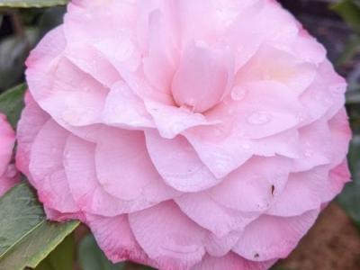 Camellia japonica 'Nuccio's Pearl'