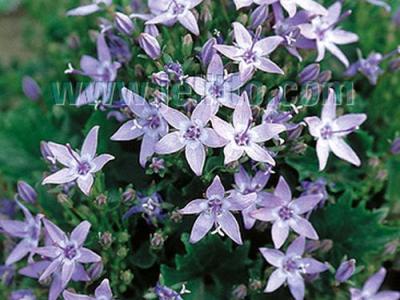 Campanula poscharskyana