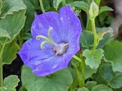 Campanula 'Samantha'