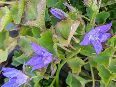 Campanula poschar. 'Stella'