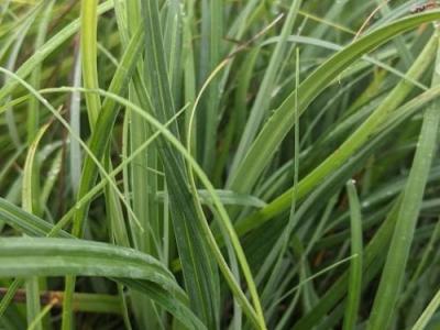 Carex flacca 'Blue Zinger'