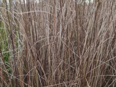 Carex buchananii (Firefox)