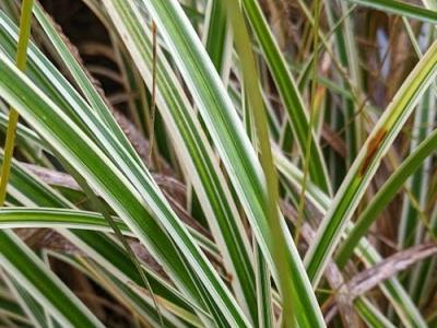 Carex oshimensis 'Everglow'