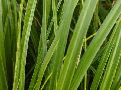 Carex oshimensis 'Evergreen'