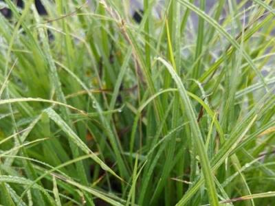 Carex flacca