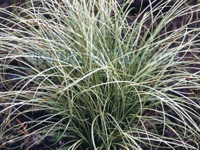 Carex comans 'Frosted Curls'