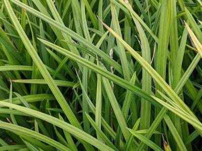 Carex morrowii 'Irish Green'