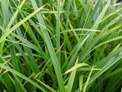 Carex morrowii