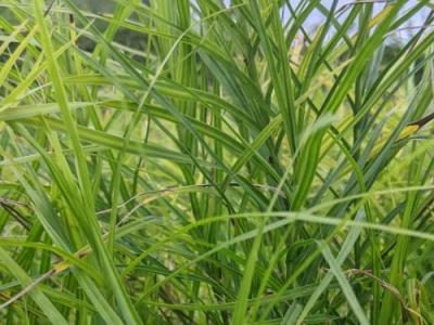 Carex muskingumensis