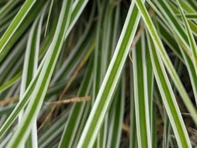 Carex oshimensis Everest®  (= 'Fiwhite'  PBR )