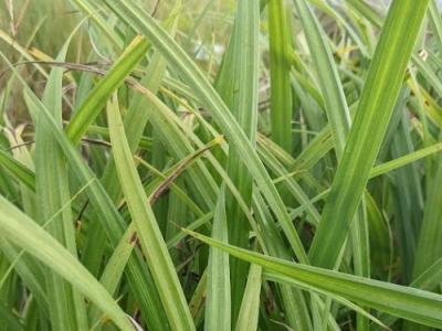 Carex pendula