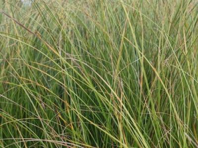 Carex  'Phoenix Green' (flagelifera Kiwi')