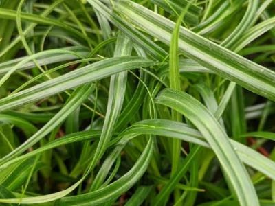 Carex oshimensis 'Ribbon Falls' ®