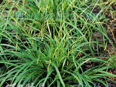 Carex sylvatica