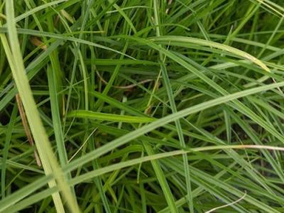 Carex divulsa (tumulicola)