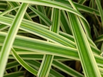 Carex morrowii 'Vanilla Ice'