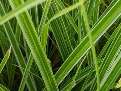 Carex morrowii 'Variegata'