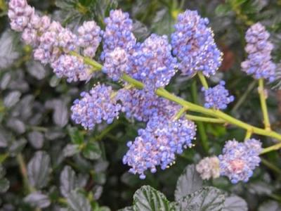 Ceanothus thy. 'Repens'