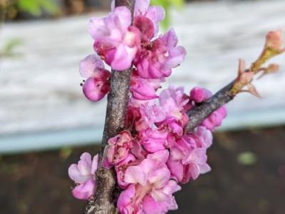 Cercis can. 'Litwo'® (Little Woody)