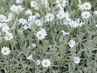 Cerastium tomentosum