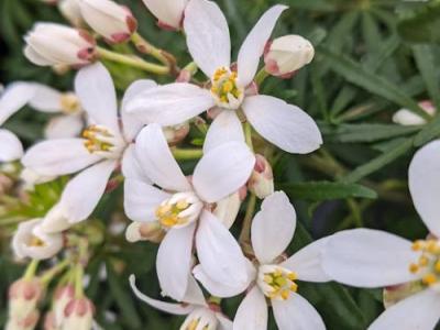 Choisya ternata 'White Dazzler' ®