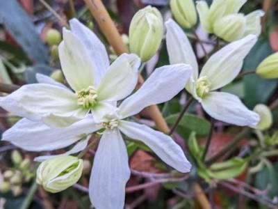 Clematis armandii