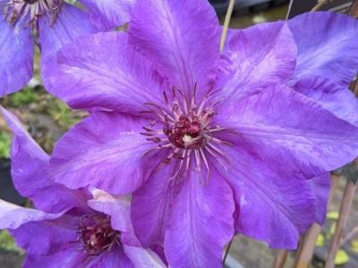 Clematis  'The President'