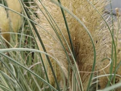 Cortaderia selloana 'Golden Globin '