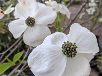 Cornus 'Eddie's White Wonder'