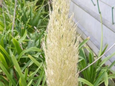 Cortaderia selloana 'Evita '