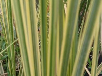 Cortaderia selloana 'Minigoldenpampas'