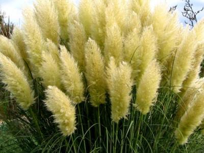 Cortaderia selloana 'Pumila '