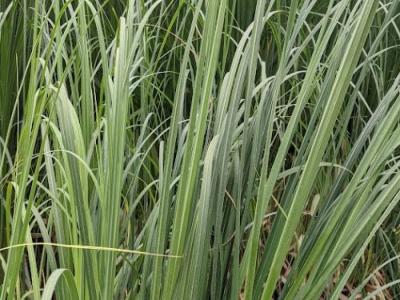 Cortaderia selloana 'Rosea'