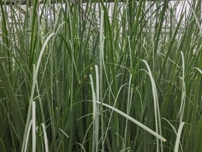 Cortaderia selloana