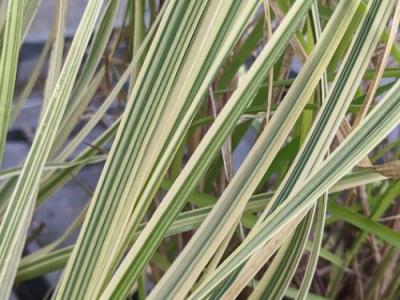 Cortaderia selloana 'Splendid Star'