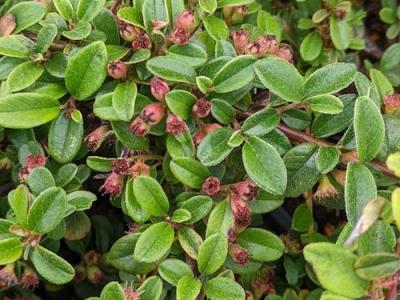 Cotoneaster suecicus 'Coral Beauty'