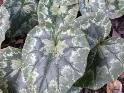 Cyclamen hederifolium