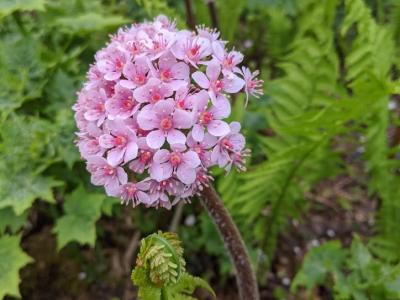 Darmera peltata