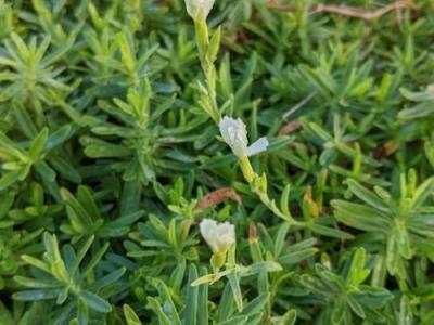 Dianthus deltoides 'Albiflorus'