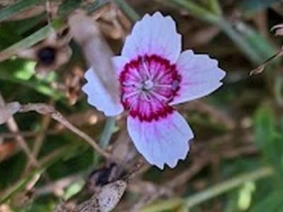 Dianthus deltoides 'Arctic Fire'