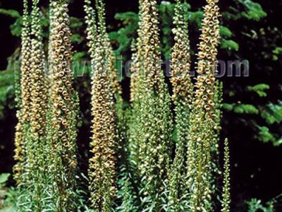 Digitalis ferruginea 'Gelber Herold'