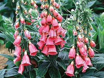 Digitalis 'Mertonensis'