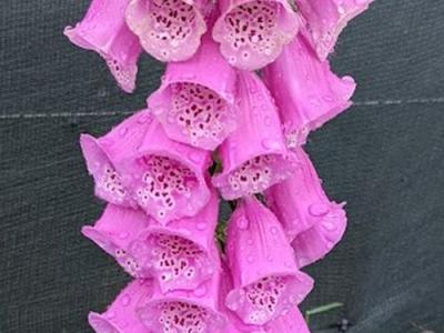 Digitalis purpurea