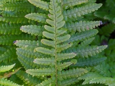 Dryopteris affinis