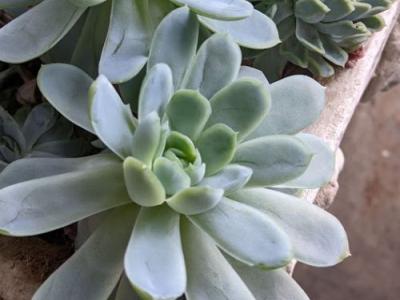 Echeveria peacockii