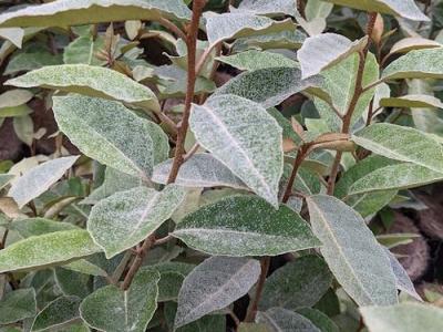 Elaeagnus x ebbingei