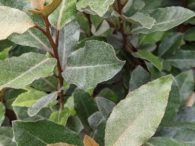 Elaeagnus x ebbingei 'Compacta'